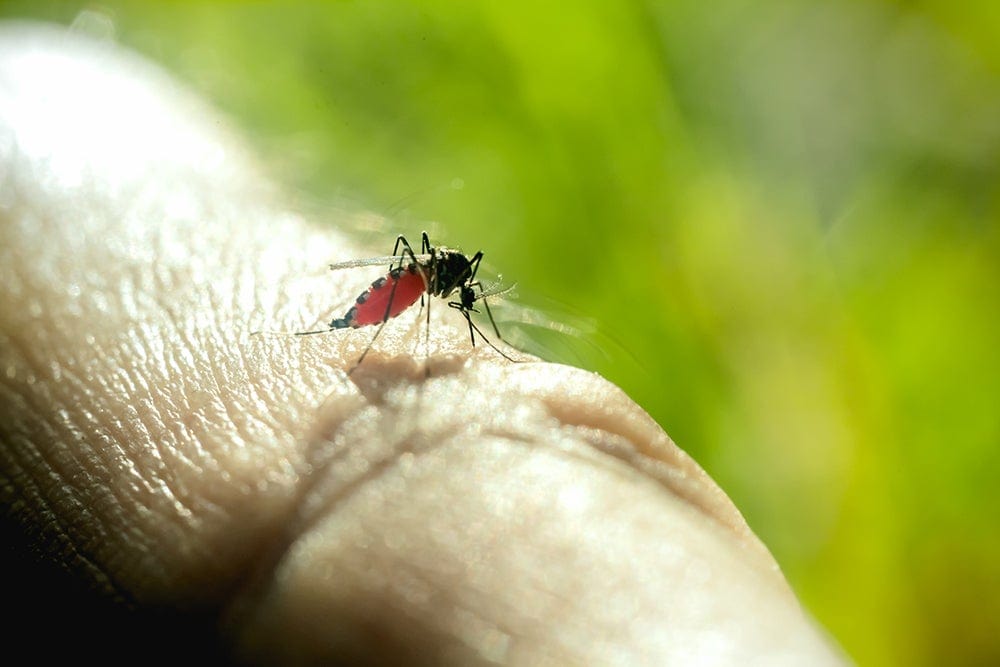 学校和日托——蚊子在吸血
