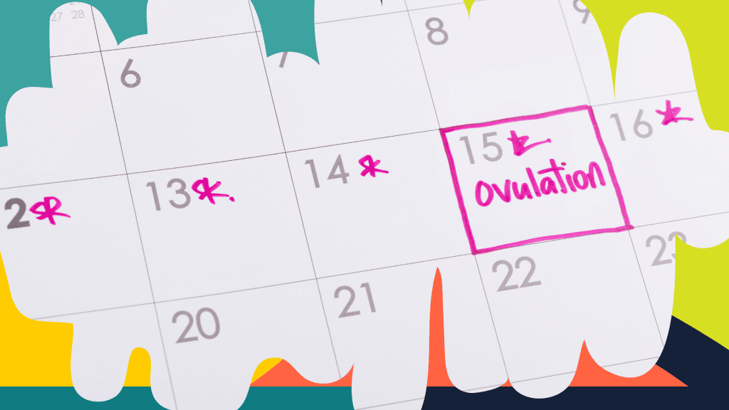Image of a calendar with ovulation date labeled and highlighted