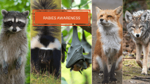 image collage of a racoon, skunk, bat, fox and coyote. Text reads: Rabies Awareness